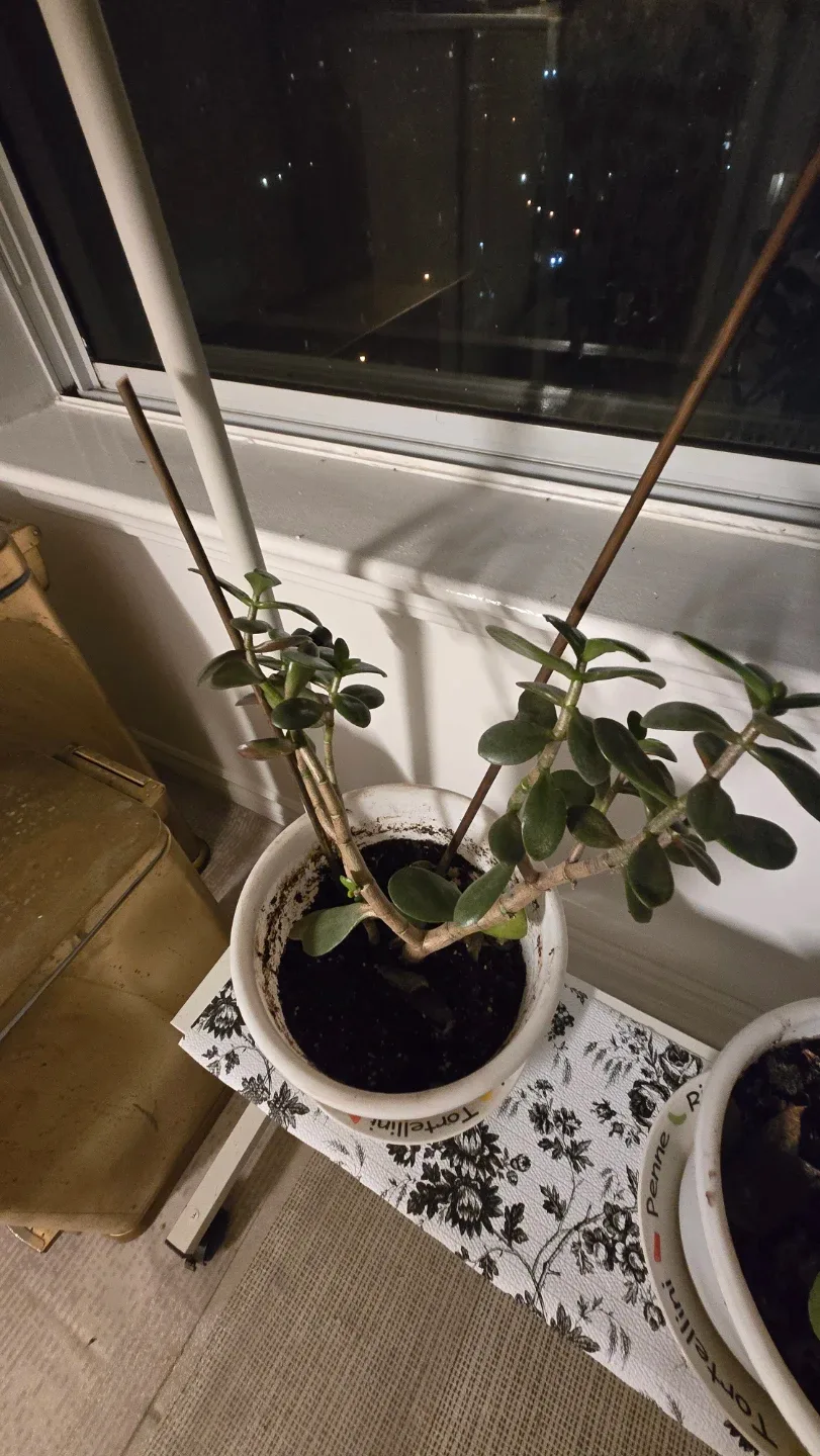 Jade Plant in White Pot image indicator(2)