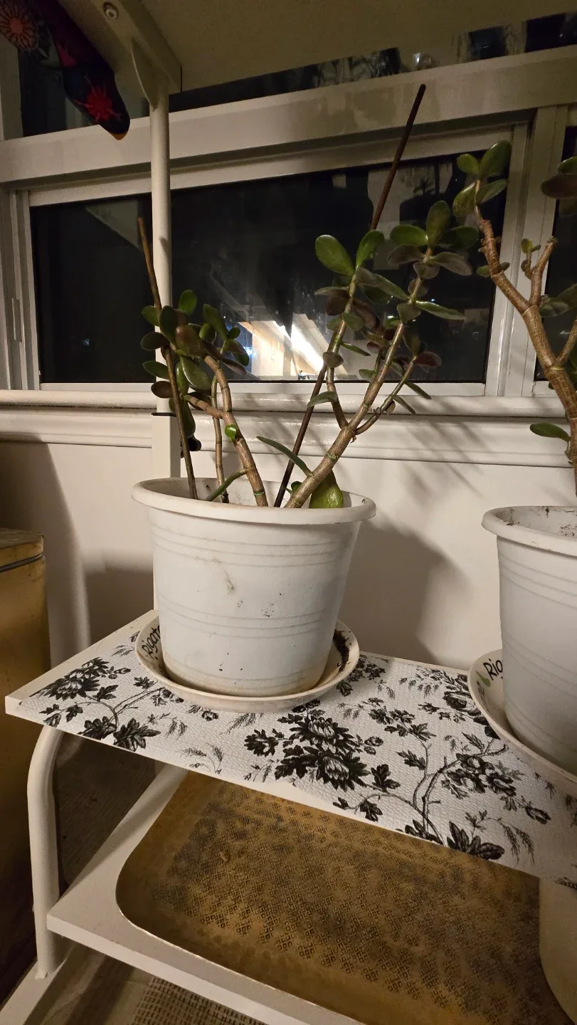 Jade Plant in White Pot