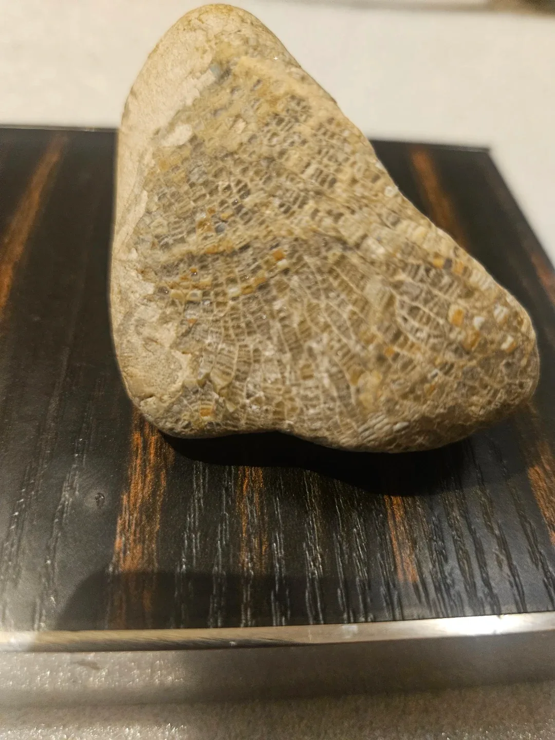 Fossil stone image indicator(6)