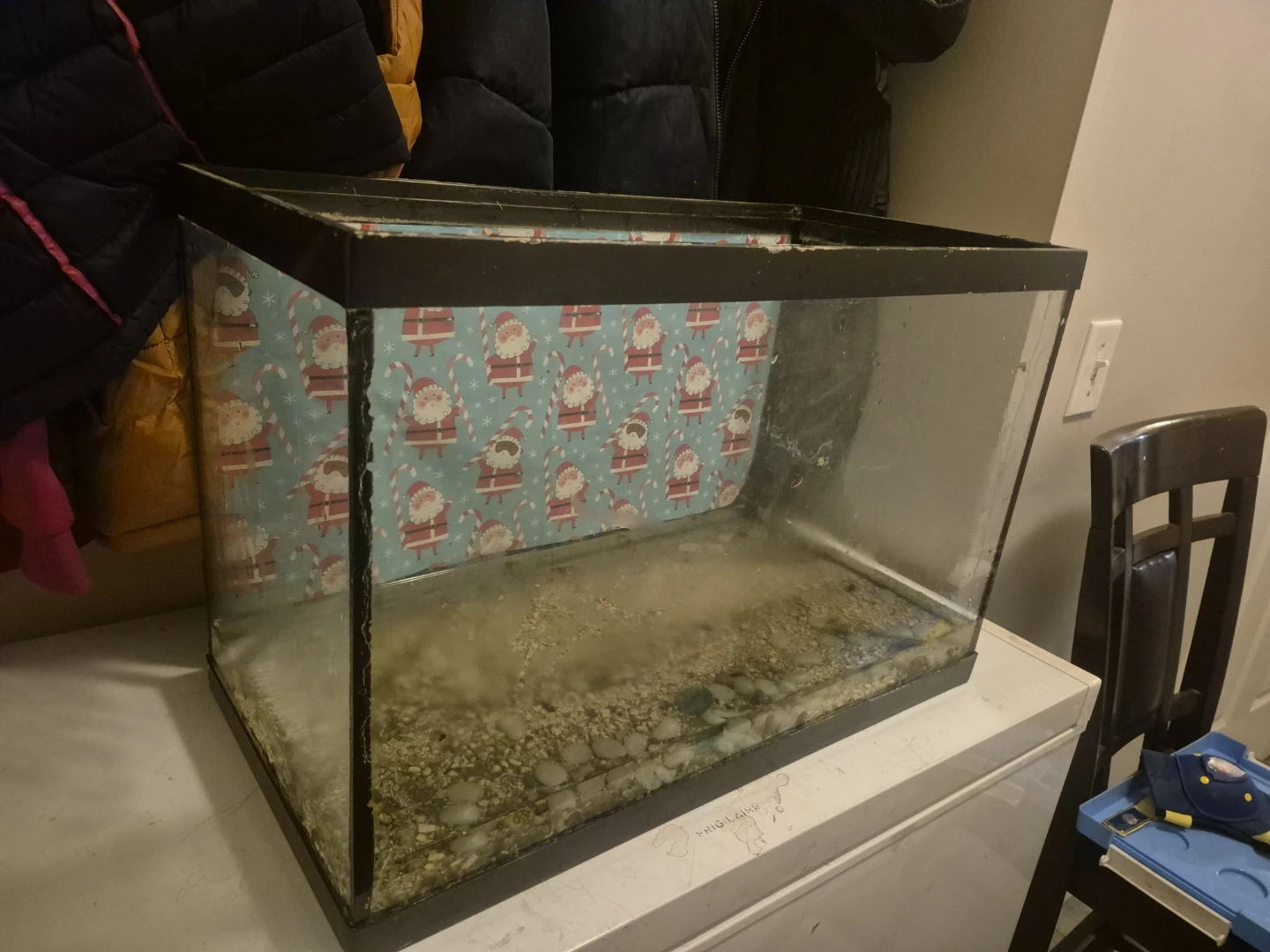 Nice Terrarium *REAL DEAL* - photo 3