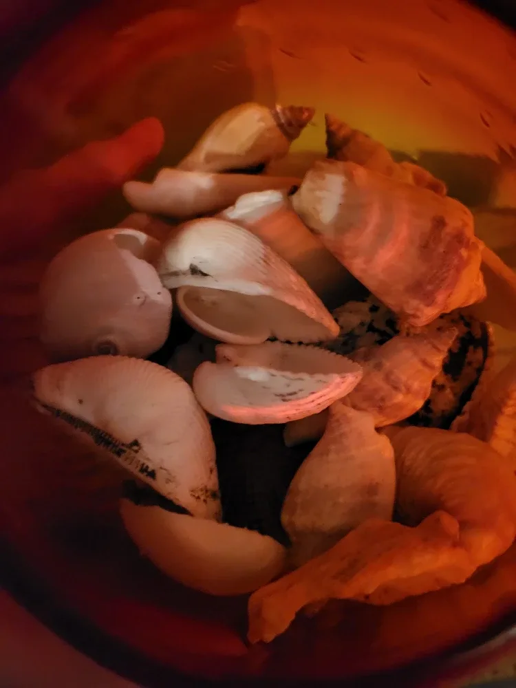 Seashells in Red Glass Vase image indicator(3)