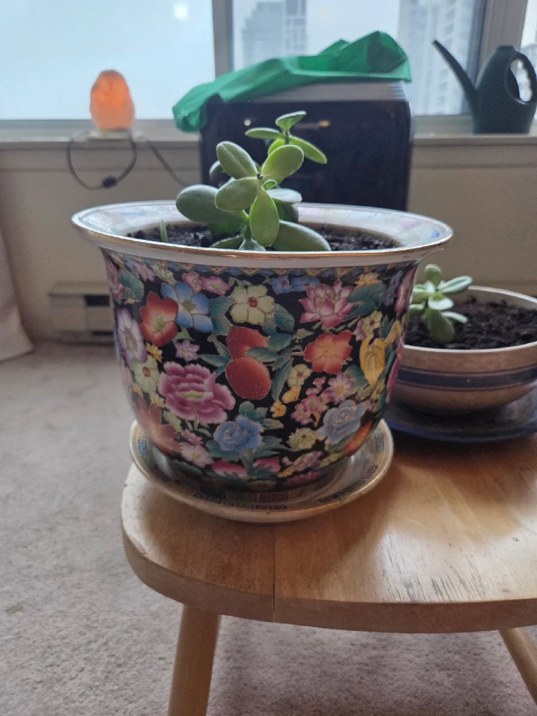 Potted Jade Plants thumbnail