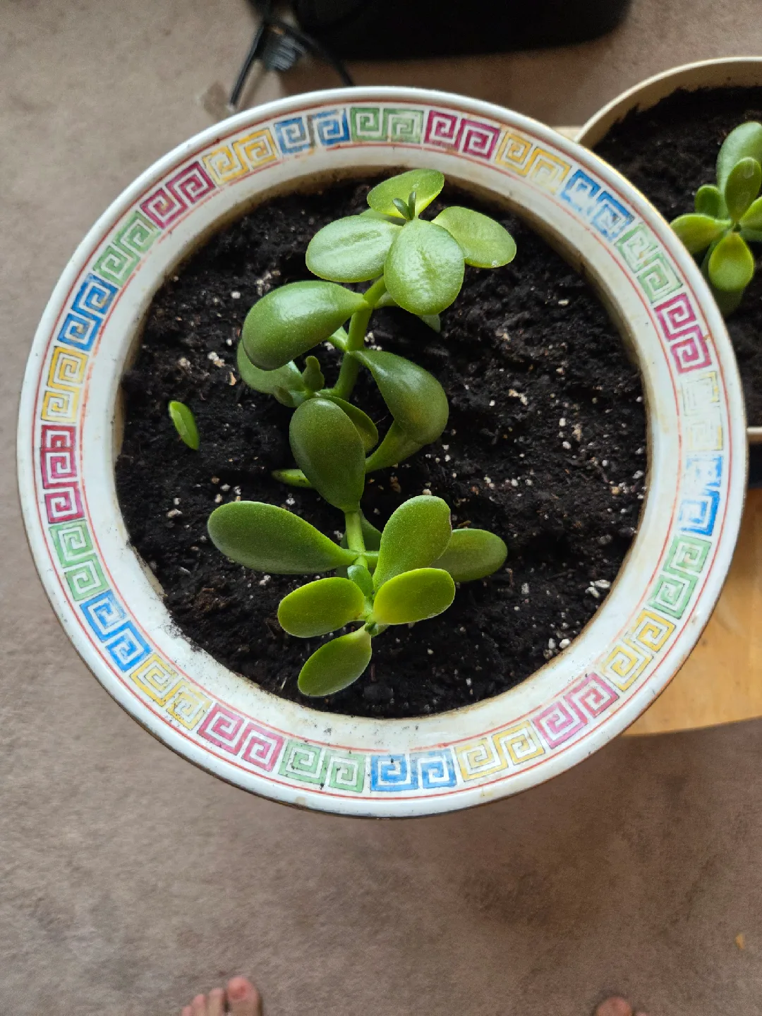 Potted Jade Plants image indicator(2)