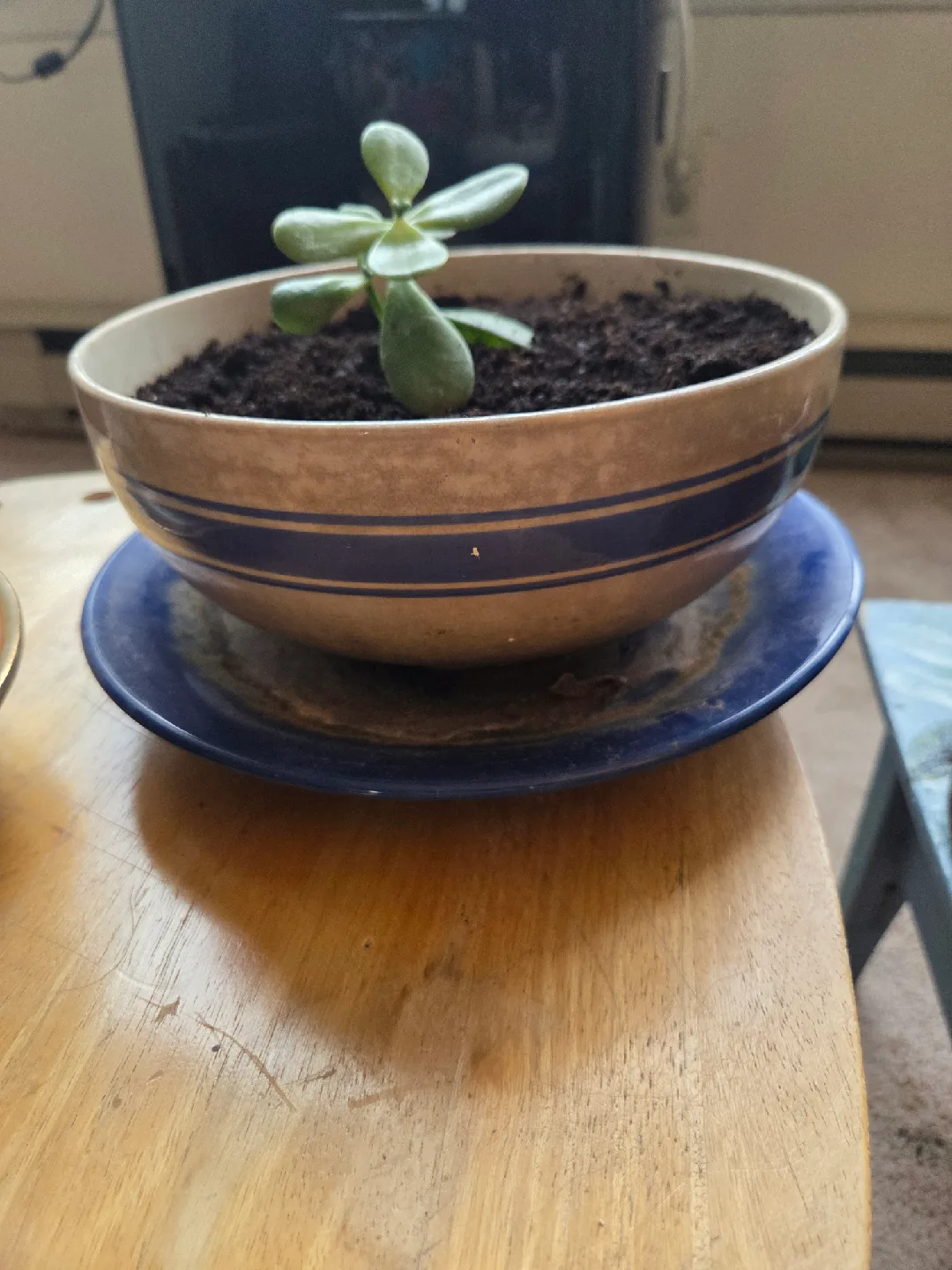Potted Jade Plants image indicator(3)