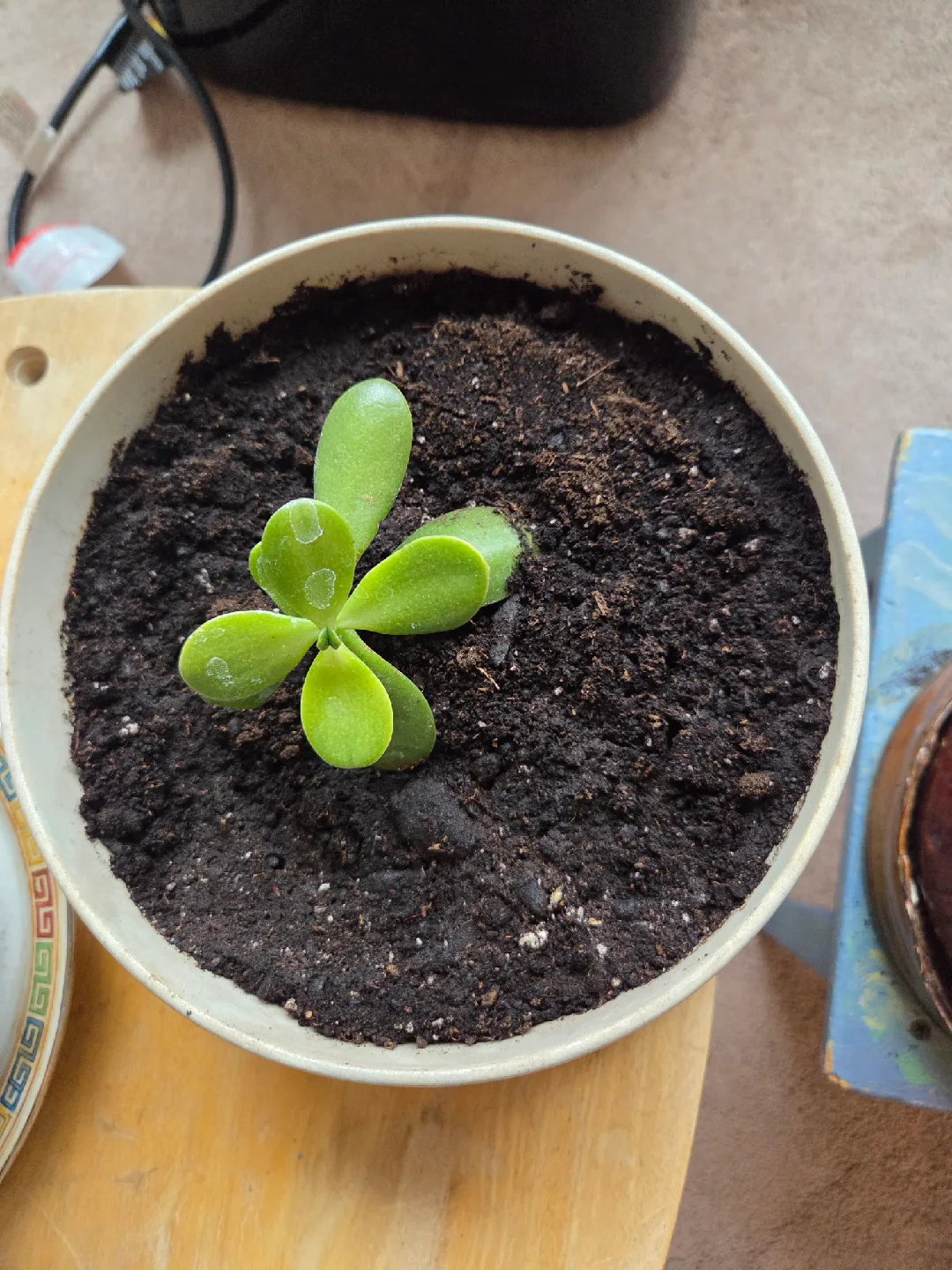 Potted Jade Plants image indicator(4)
