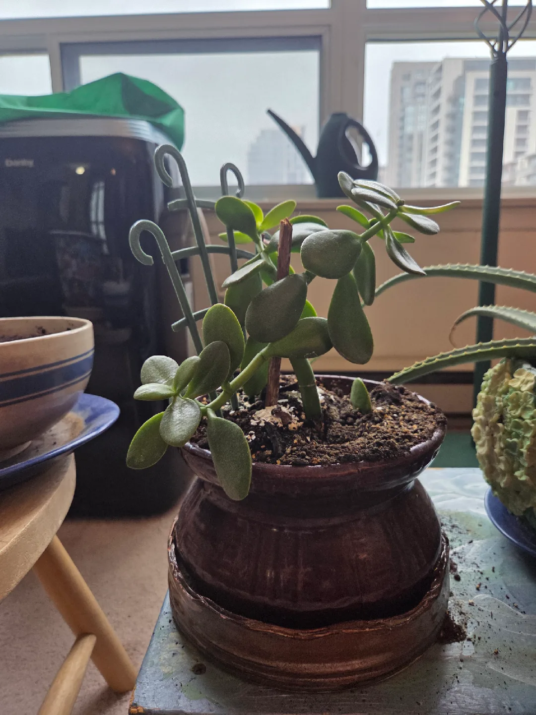 Potted Jade Plants image indicator(5)