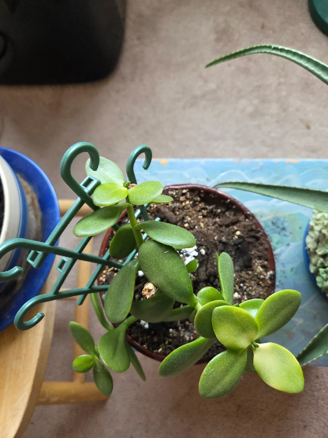 Potted Jade Plants image indicator(6)