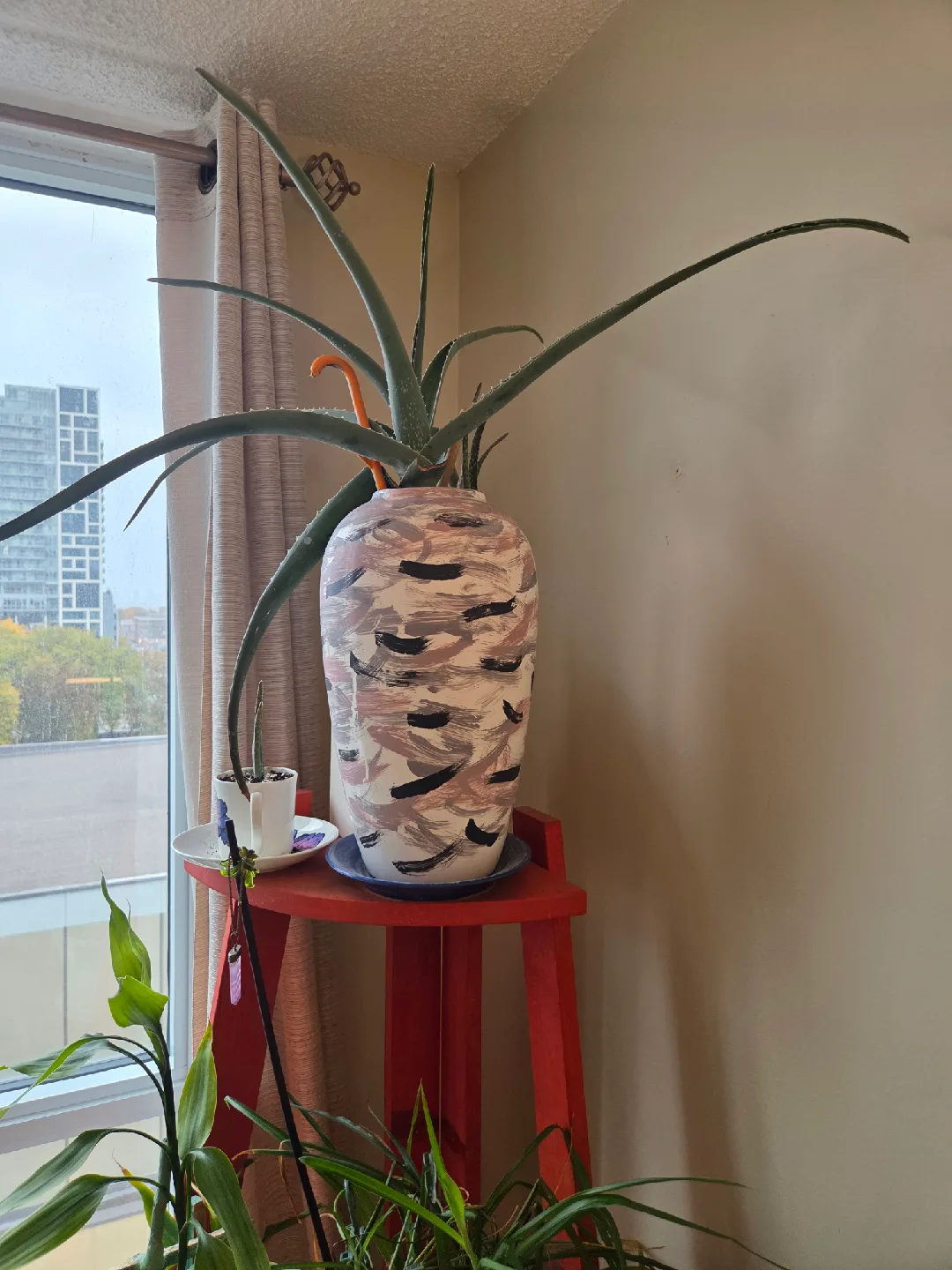 Potted Jade Plants image indicator(7)