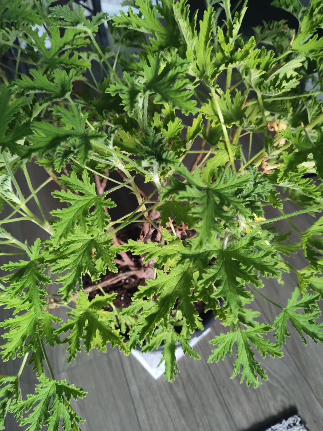 Large Healthy Citronella Plant in Pot - photo 2