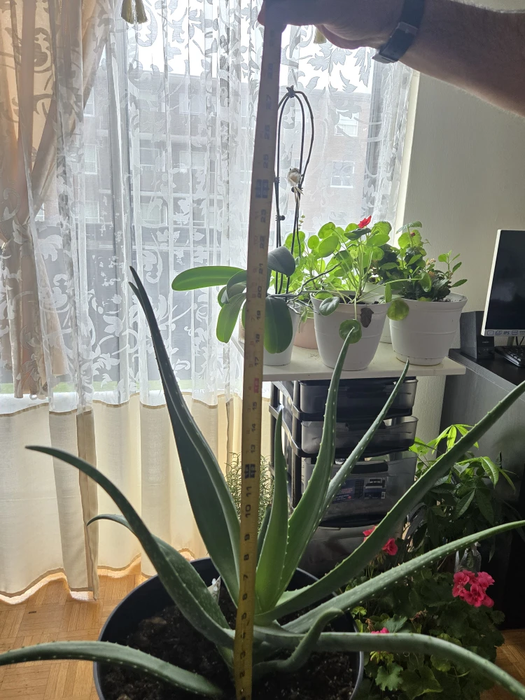 Aloe Vera Plant