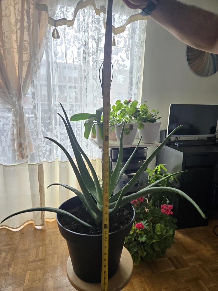 Aloe Vera Plant - photo 2