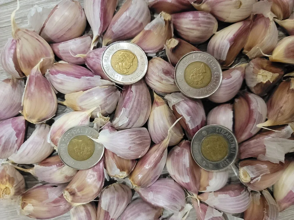 Guelph Music Garlic – Organic, Planting Ready