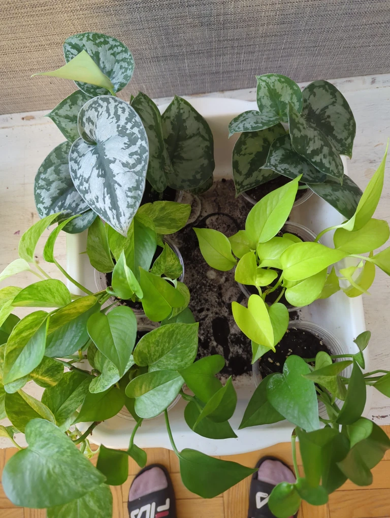 Assorted plants