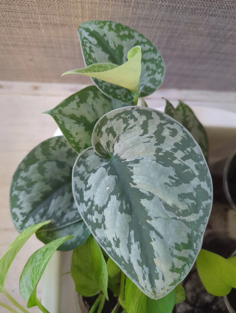 Assorted plants - photo 2