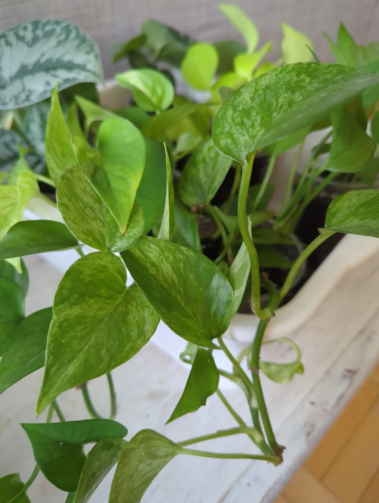 Assorted plants - photo 5