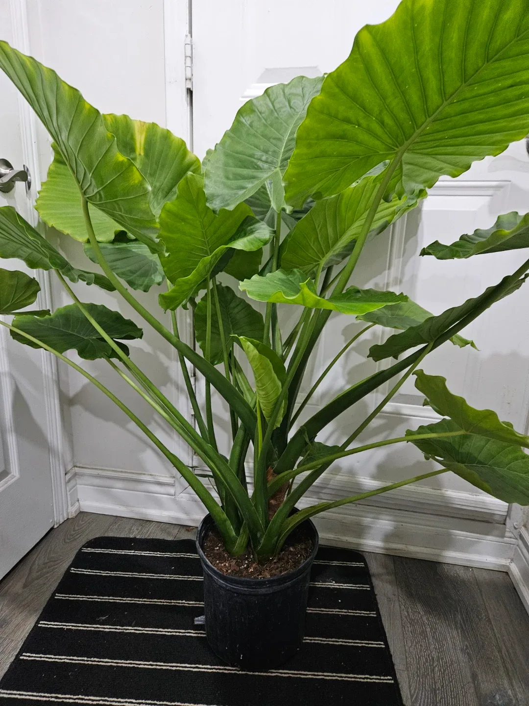 Alocasia odora Plant in 10"pot image indicator(3)