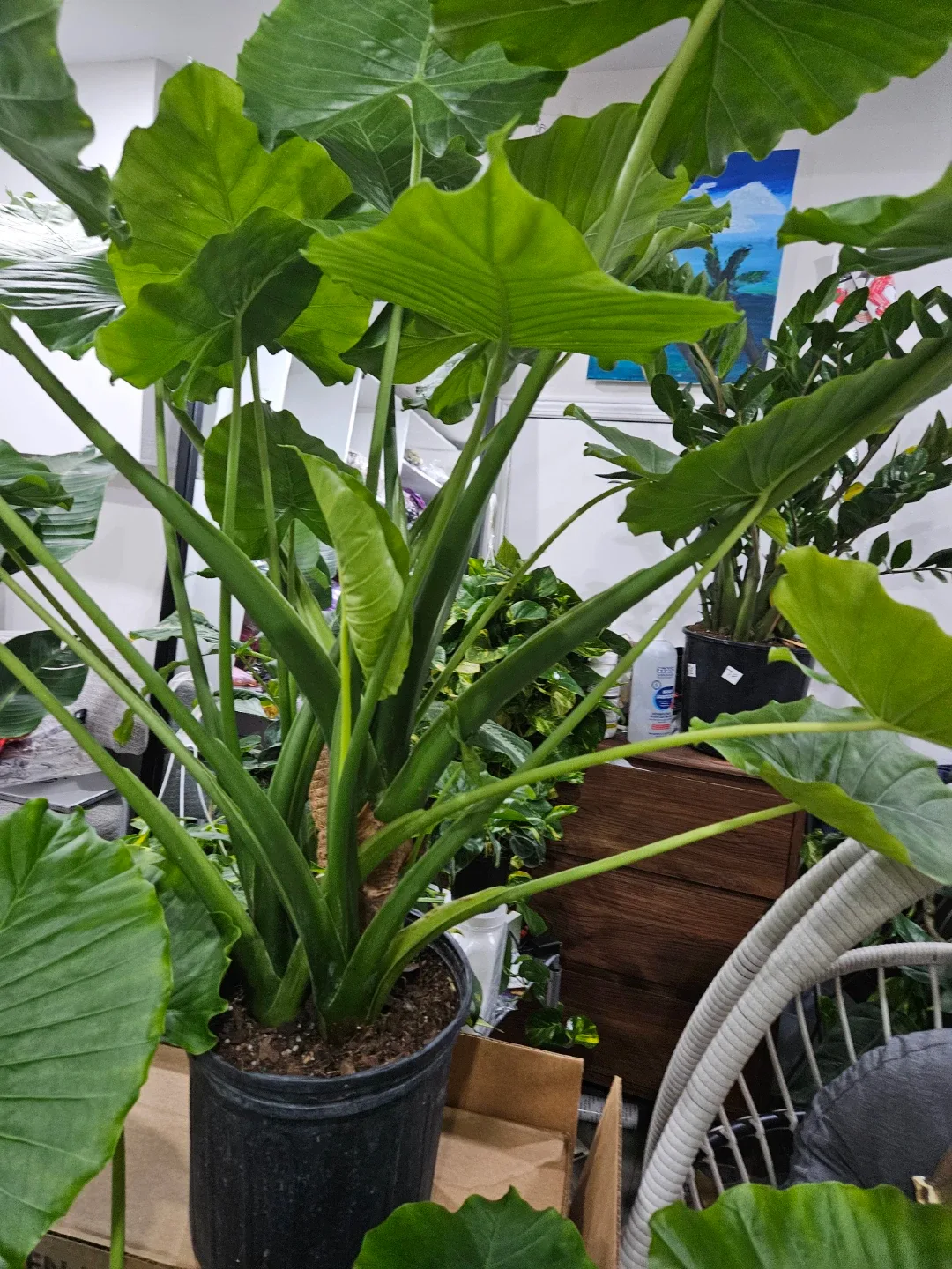 Alocasia odora Plant in 10"pot image indicator(6)
