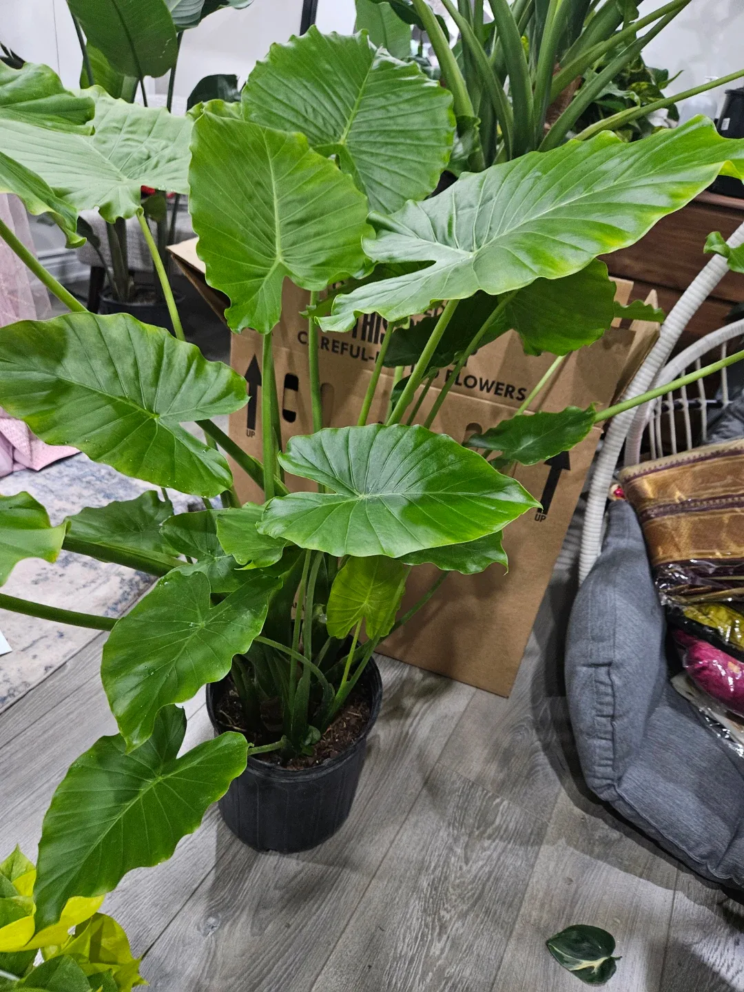 Alocasia odora Plant in 10"pot image indicator(8)