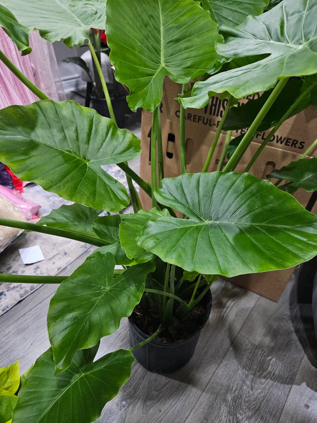 Alocasia odora Plant in 10"pot image indicator(9)