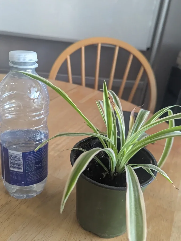 Spider Plant in Green Pot