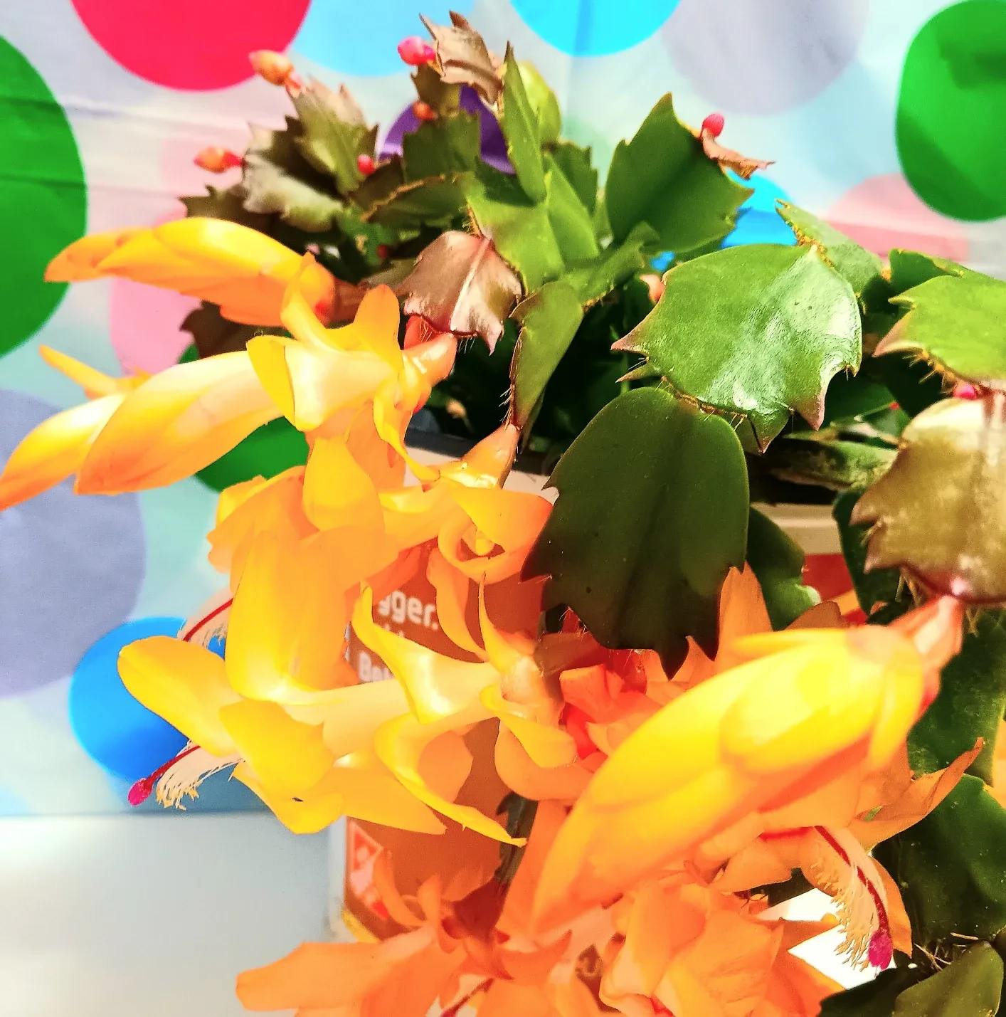 🎄Yellow Zygo Christmas Cactus 11 inches Tall🎄