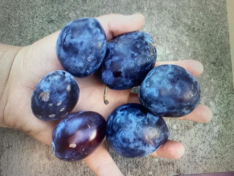 German Plum Tree 2-5 ft.