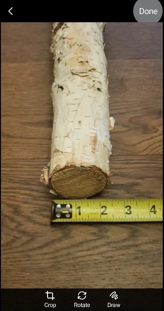 White Birch Branches - natural image indicator(5)