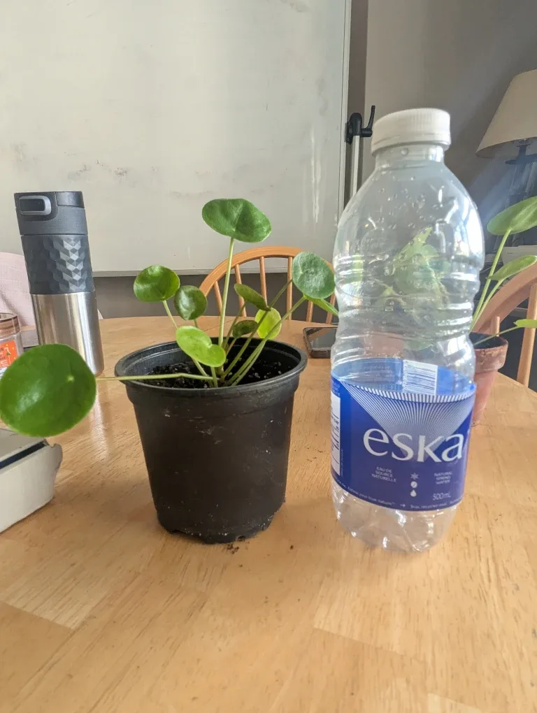 Pilea Peperomioides (Chinese Money Plant)