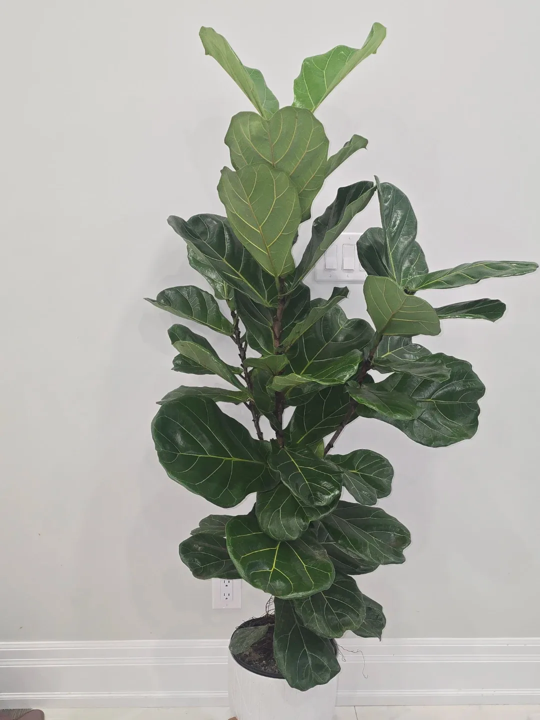 Large Fiddle Leaf Fig Tree image indicator(4)