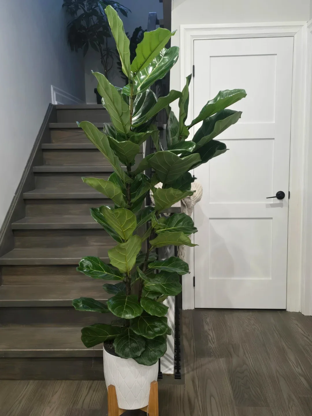 Large Fiddle Leaf Fig Tree image indicator(5)