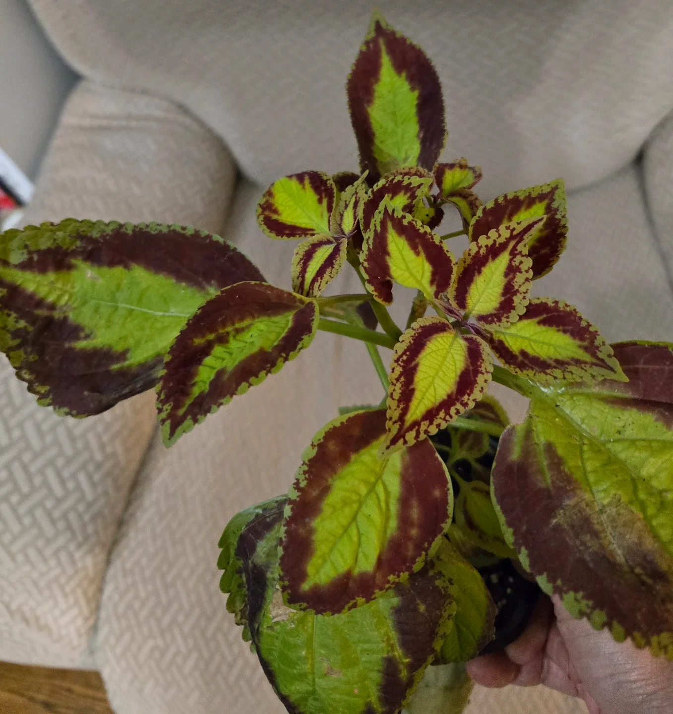Coleus Plant - Assorted Colours image indicator(2)