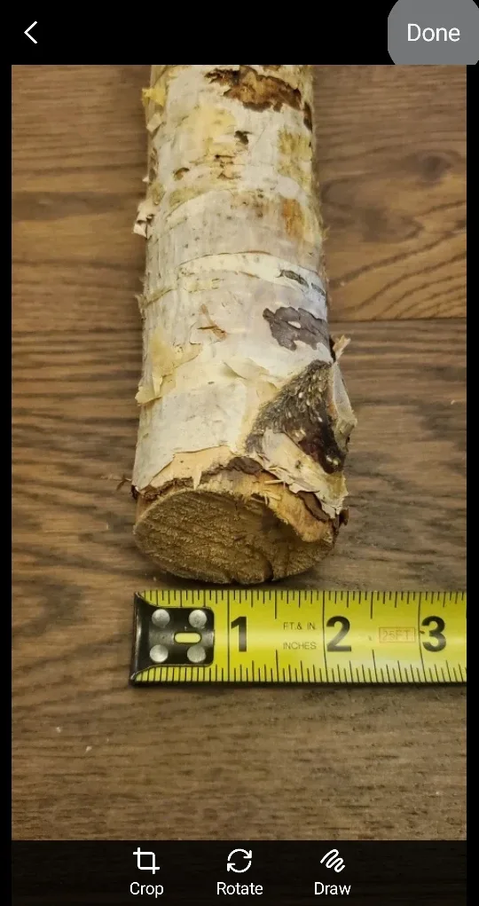 White Birch Branches - natural image indicator(6)