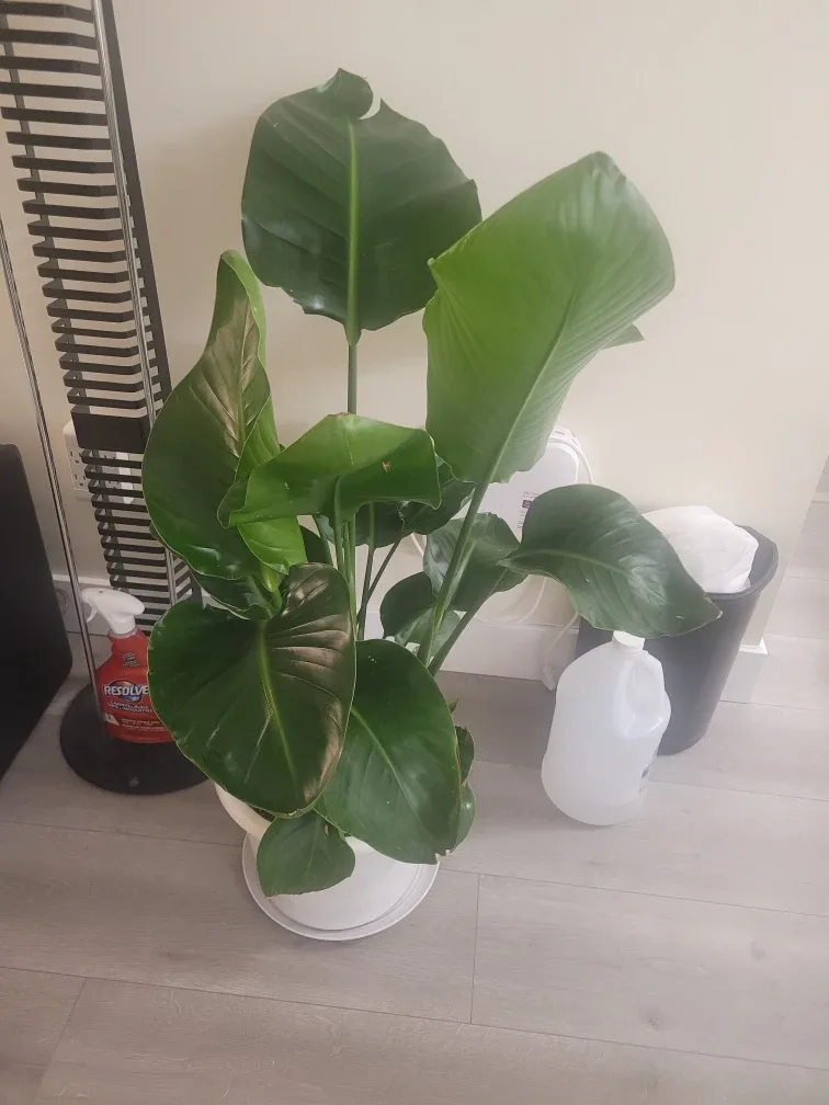 Bird of Paradise Plant - White Pot thumbnail