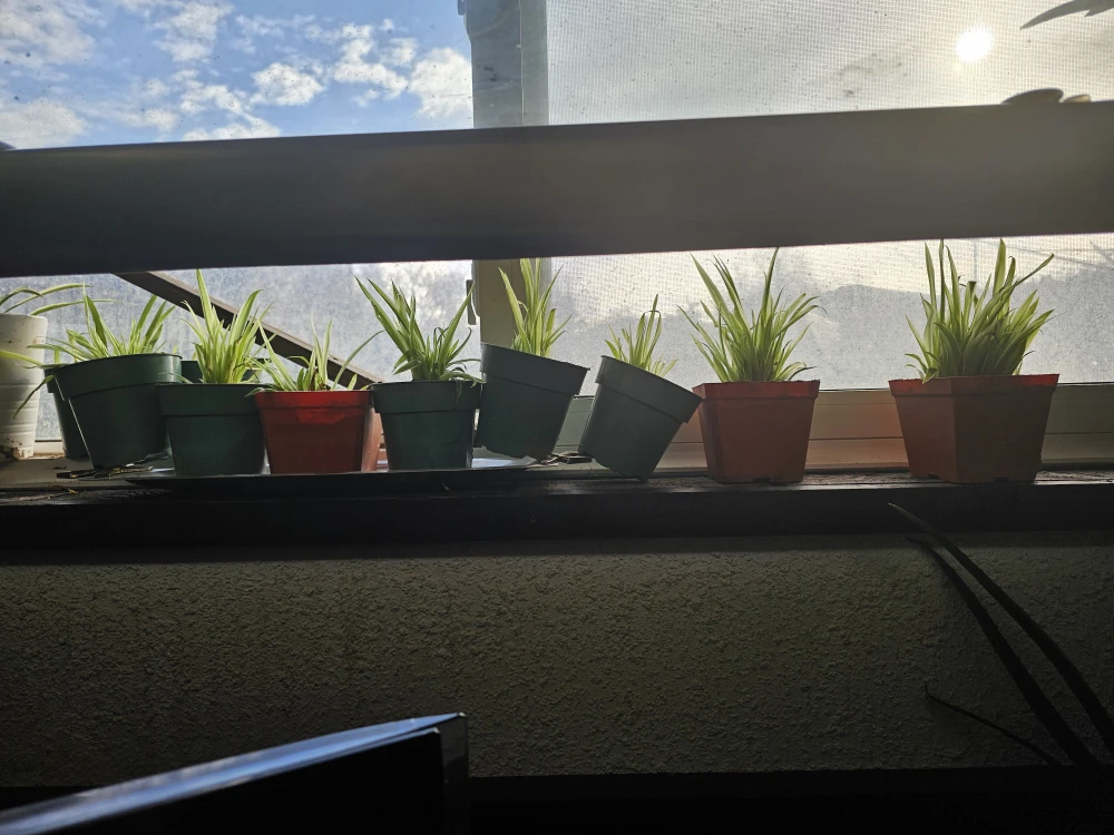 Spider plants babies to adult 700 here - photo 4