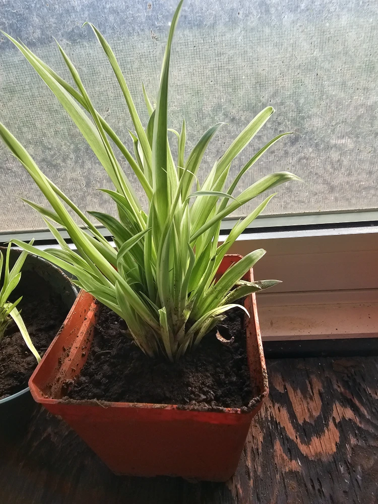 Spider plants babies to adult 700 here - photo 5