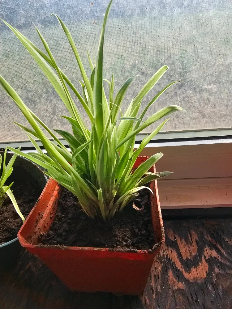 Spider plants babies to adult 700 here image indicator(5)