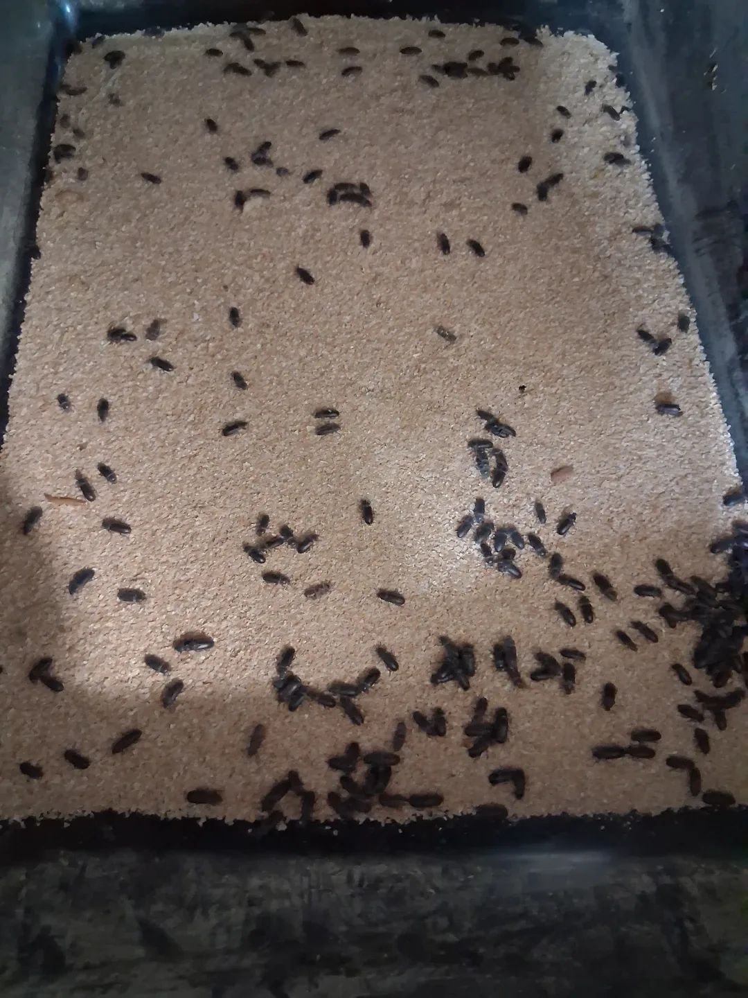 Live Mealworms image indicator(2)