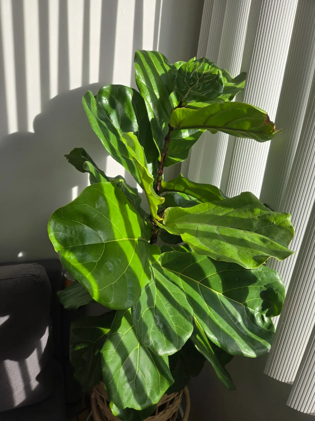 Fiddle Leaf Fig plant thumbnail