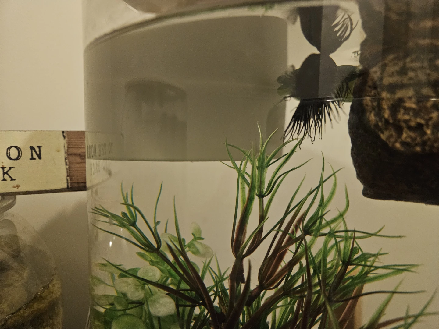 Betta fish - photo 3