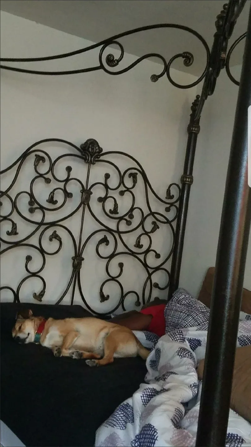 Queen bed frame. Iron. Canopy. image indicator(10)