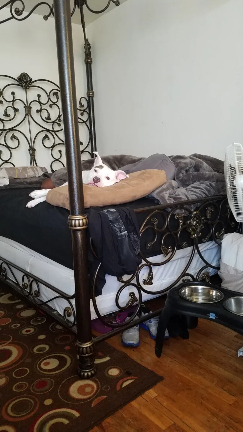 Queen bed frame. Iron. Canopy.