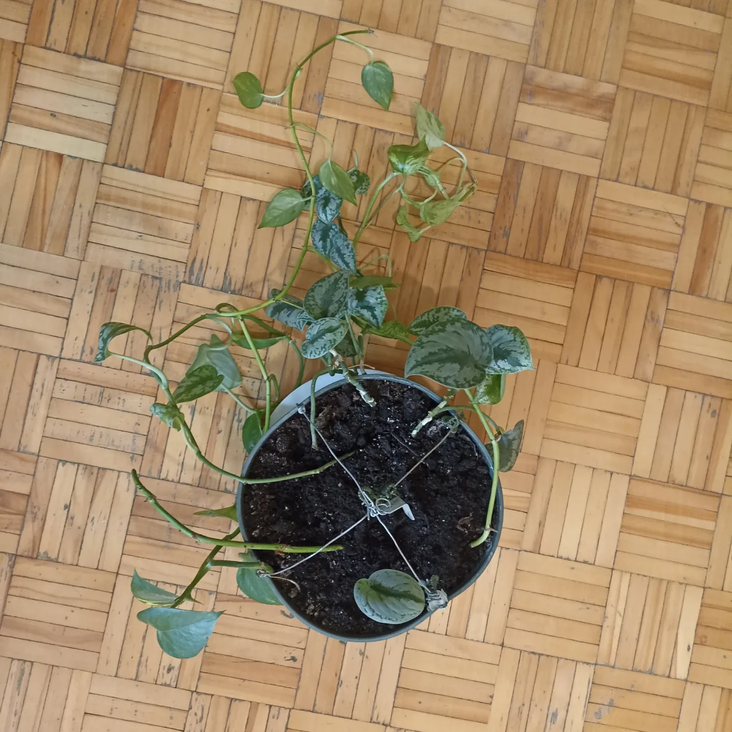 Potted Haworthia Plant image indicator(2)