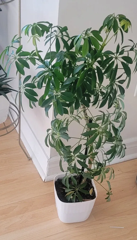 Plant with White Pot