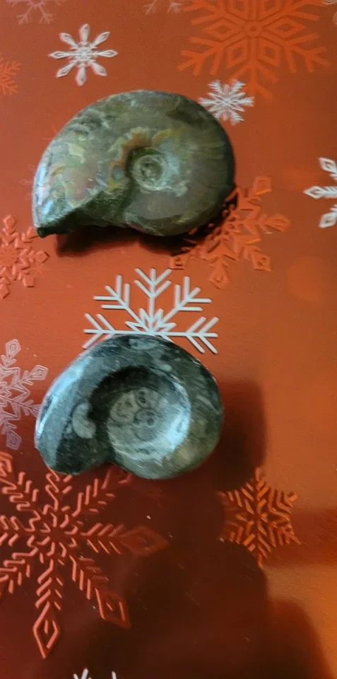 Two Fossil Ammonites