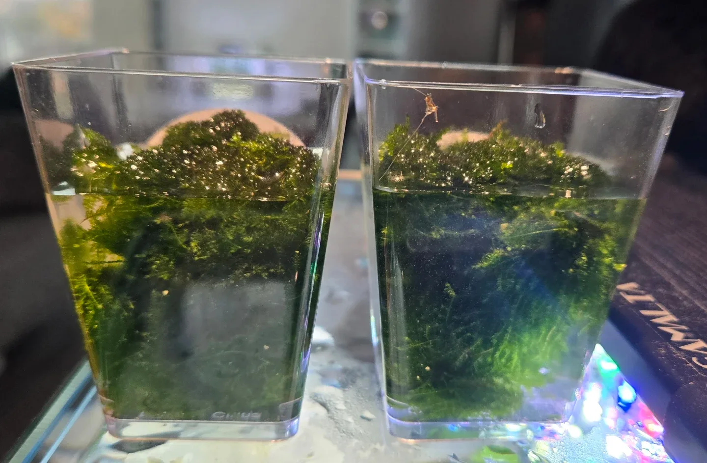 Christmas Moss image indicator(2)