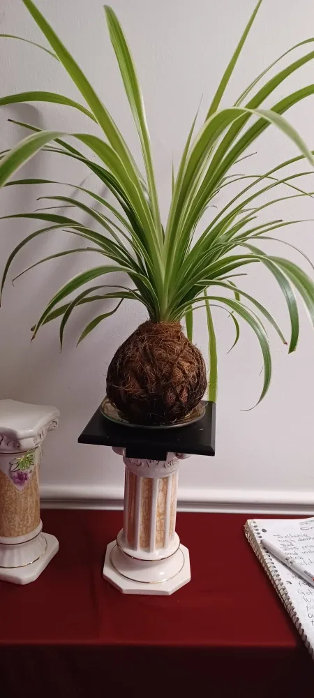 Decorative White & Gold Column Pedestal Plant Stands image indicator(5)