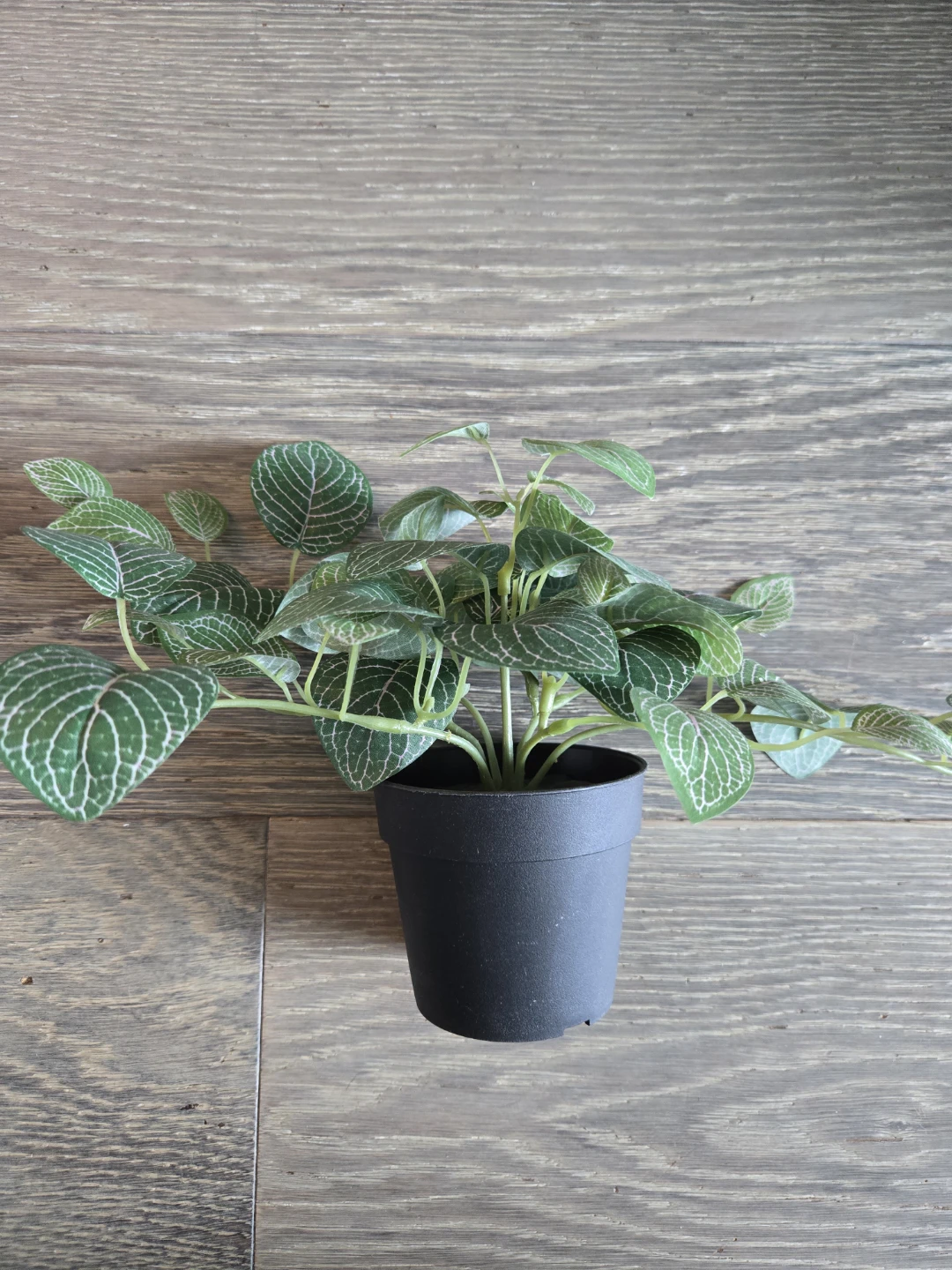 Artificial Fittonia Plant in Black Pot🥕