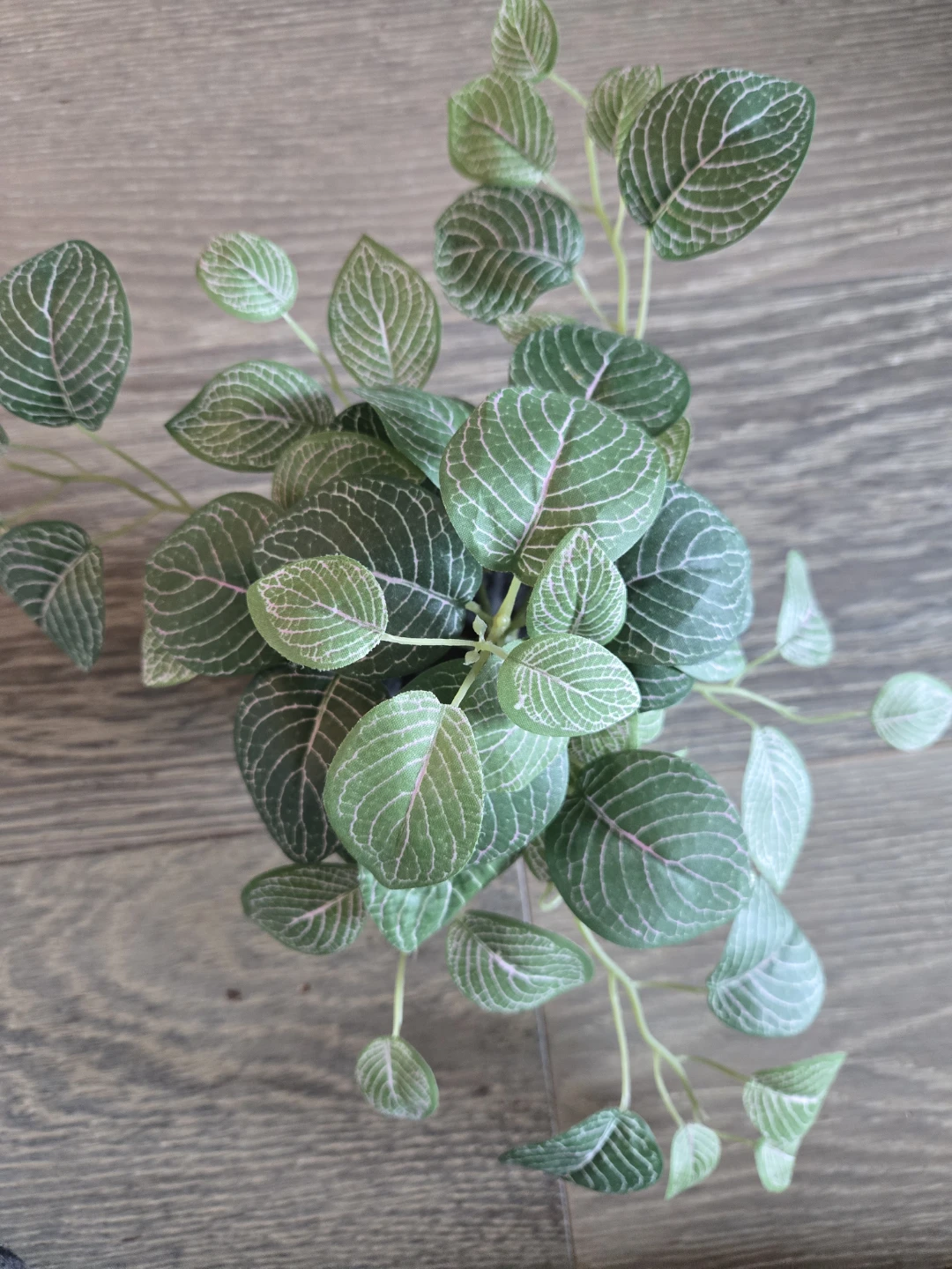 Artificial Fittonia Plant in Black Pot🥕 - photo 2