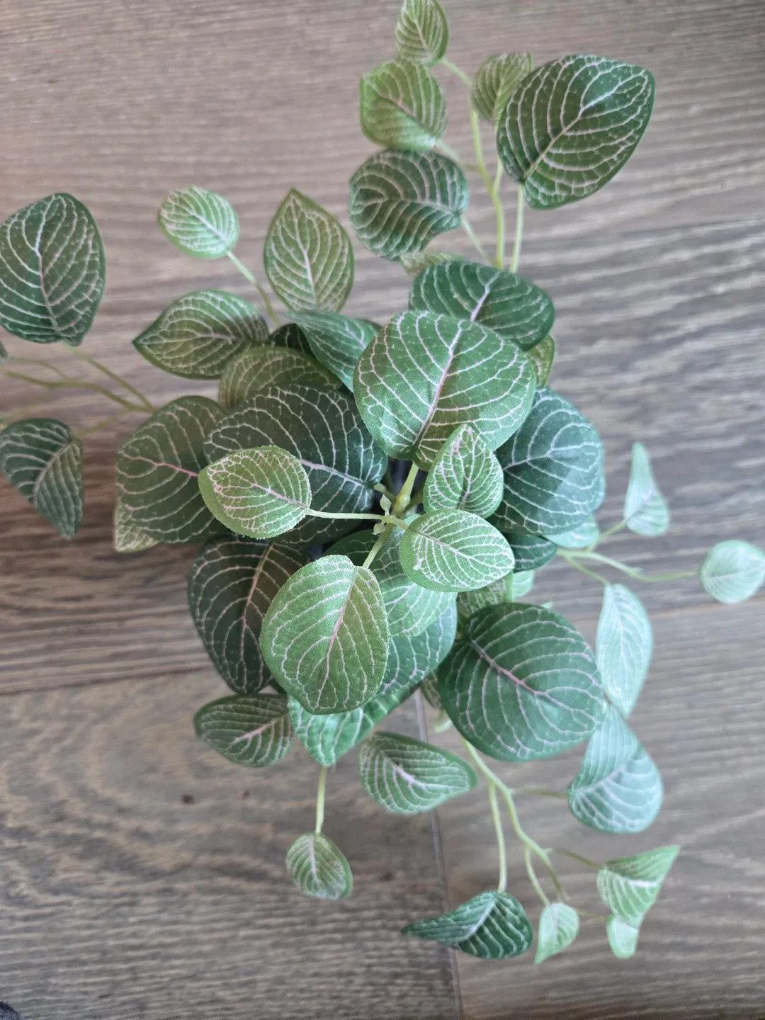 Artificial Fittonia Plant in Black Pot🥕 image indicator(2)