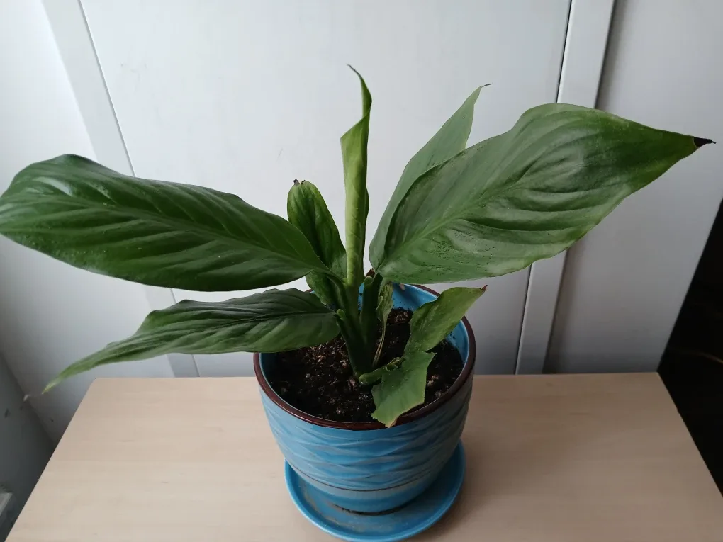 Potted Peace Lily Plant w/attached saucer.  Non-negotiable.